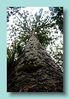 39 Two thousand yr old giant Kauri Tree